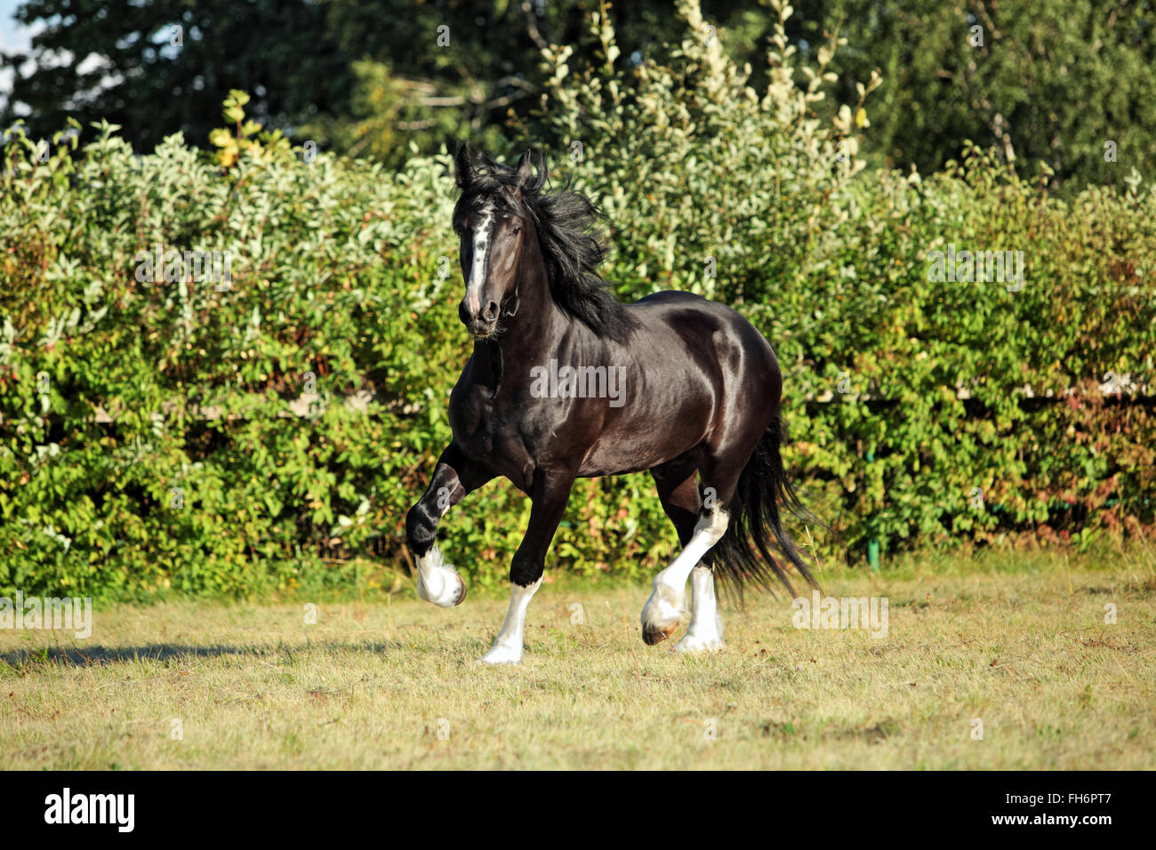 Black shire horse in the shade of a tree in sunshine on farmland Stock Photo