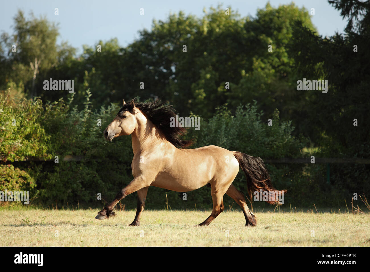 Heavy draft horse runs gallop on the meadow in evening down Stock Photo