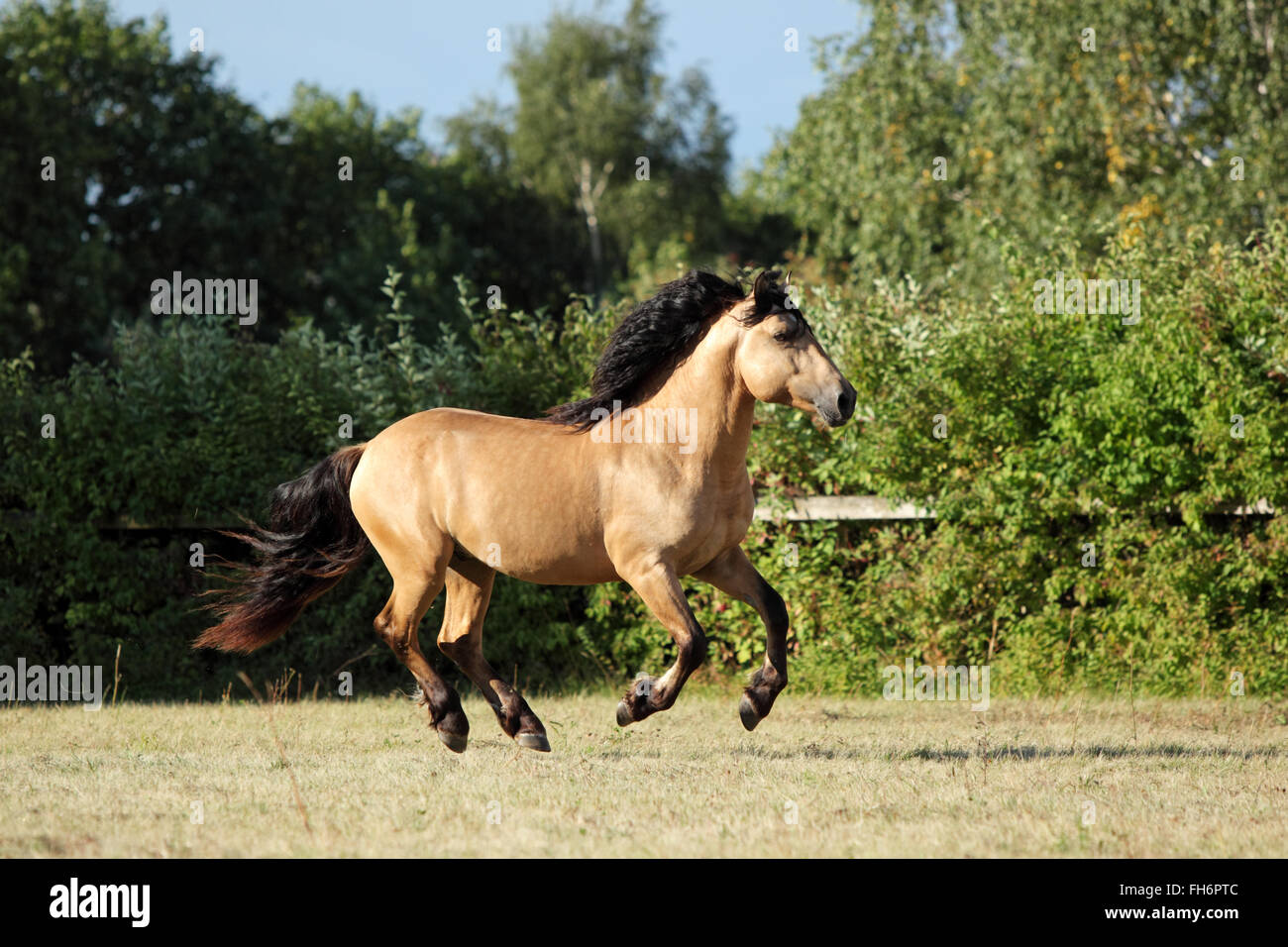 Draft horse runs gallop on the meadow in evening down Stock Photo