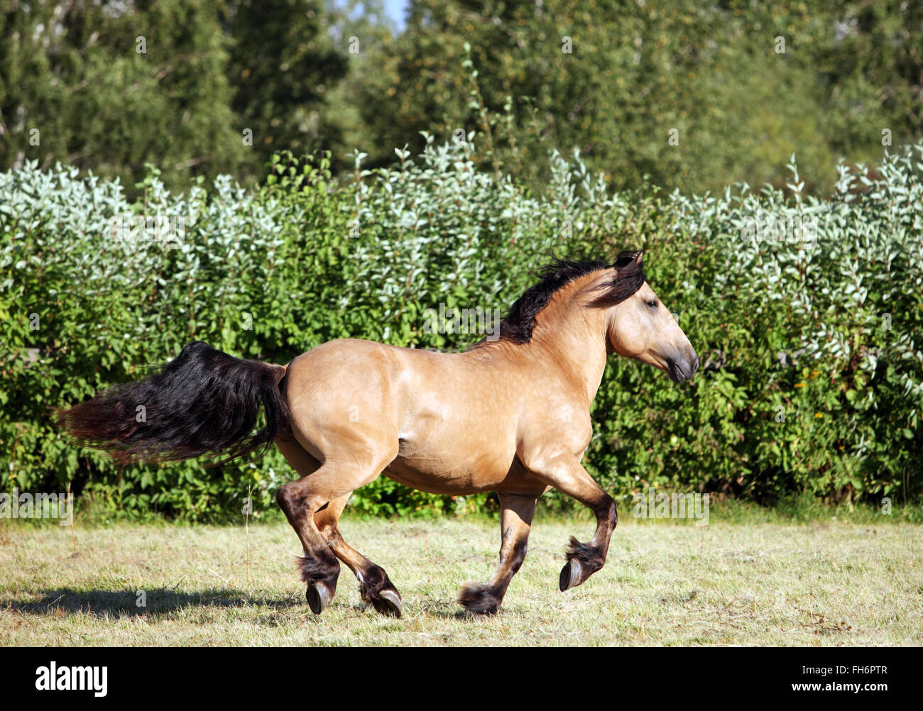 Heavy draft horse runs gallop on the meadow in evening down Stock Photo