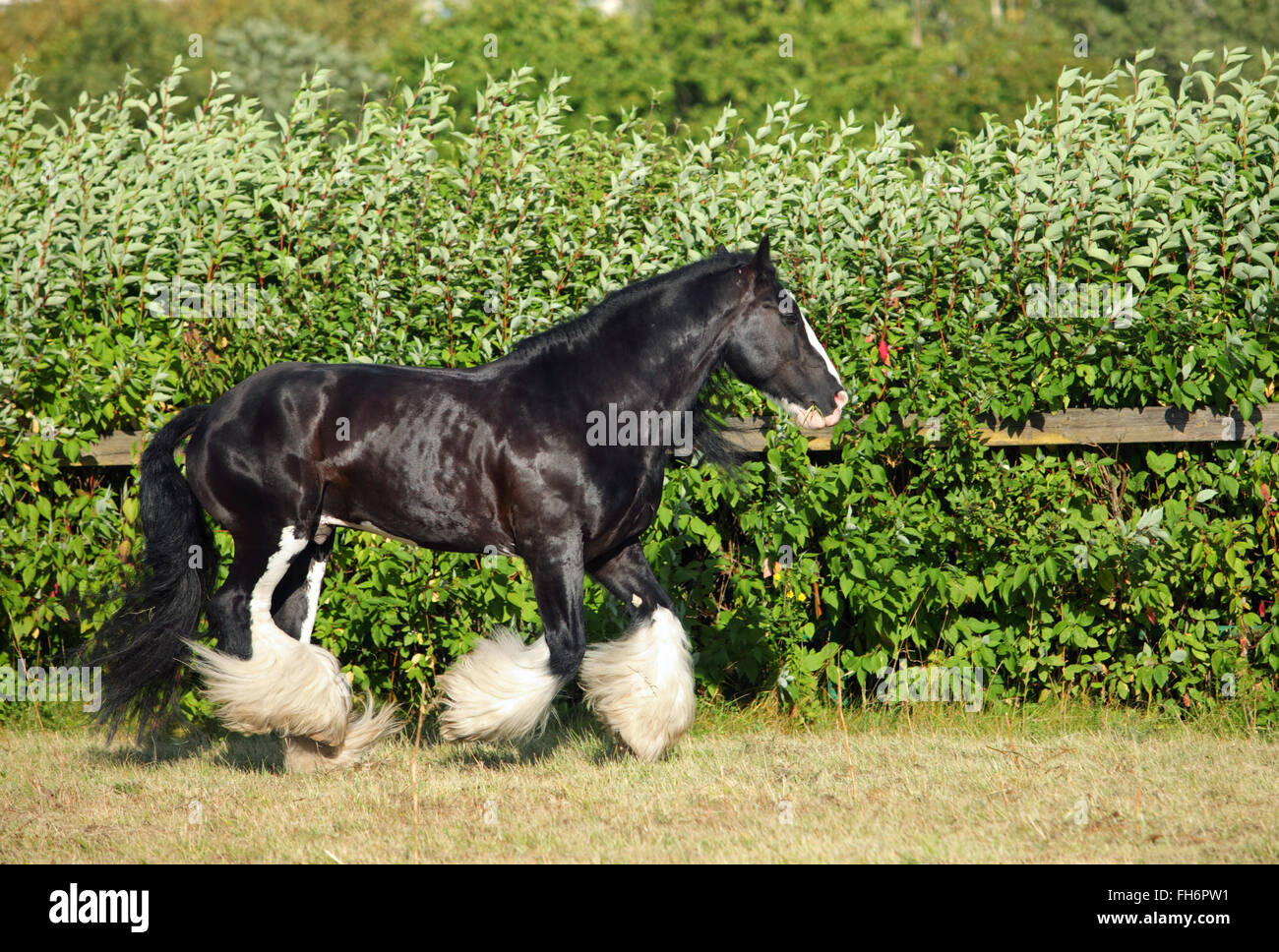 Black shire horse in the shade of a tree in sunshine on farmland Stock Photo