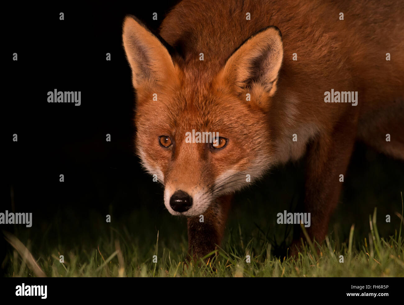 Red fox urban night shot Stock Photo