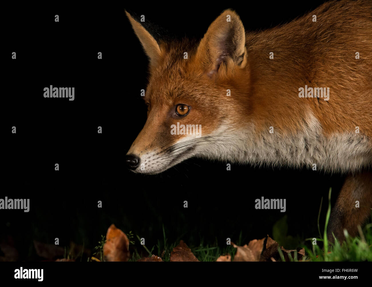 Red fox urban night shot Stock Photo