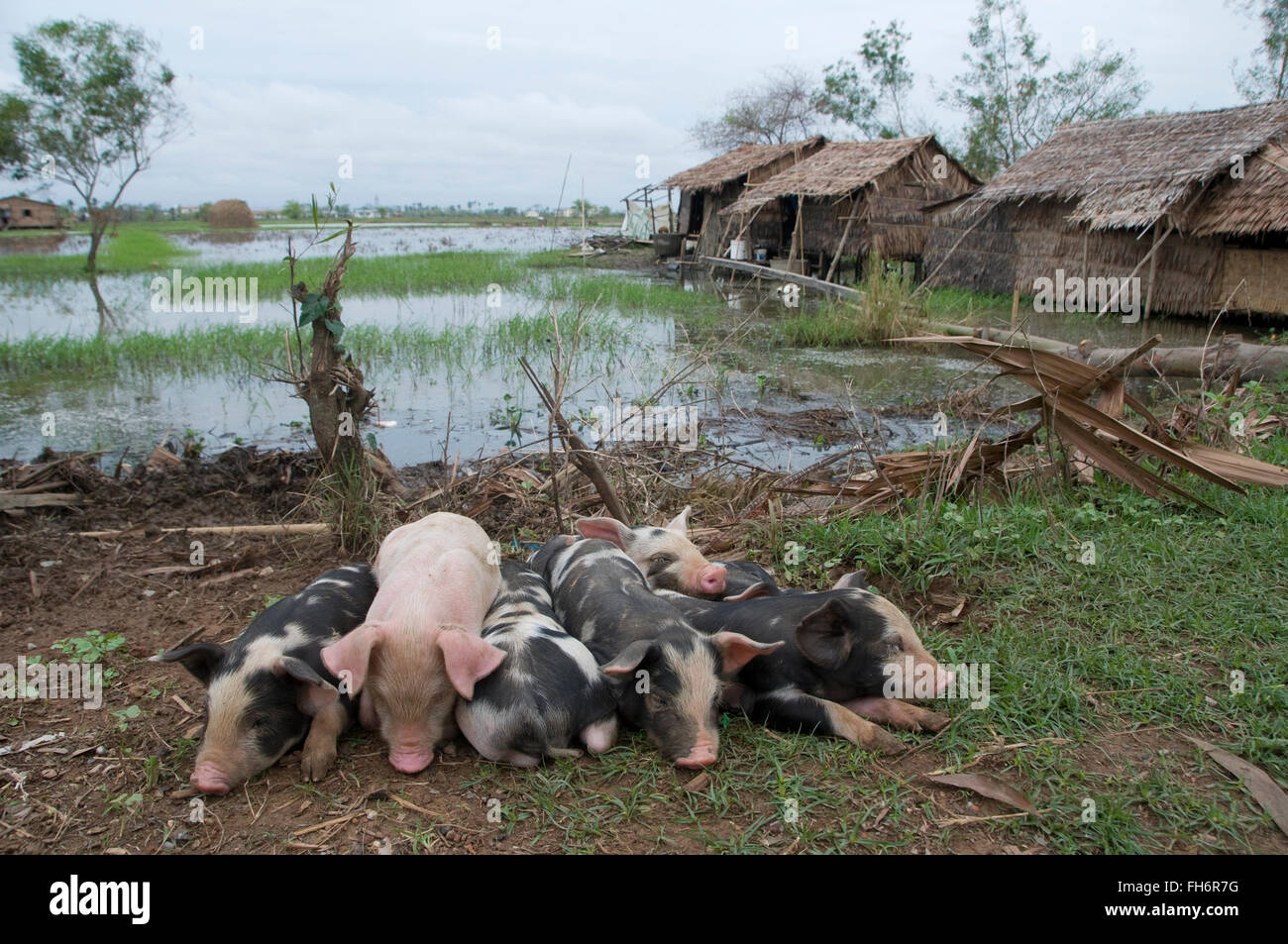 Young piglets laying in the ground in a flooded rural area caused by Cyclone Nargis in the delta region south of Yangon, Myanmar on 12 May 2008. Cyclone Nargis caused the worst natural disaster in the recorded history of Myanmar during early May 2008 causing catastrophic destruction and at least 138,000 fatalities. Stock Photo