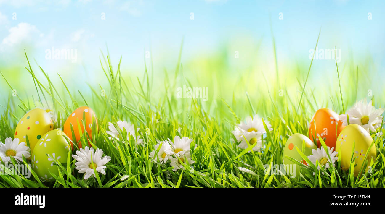 Easter Eggs with Daisy on Meadow Stock Photo