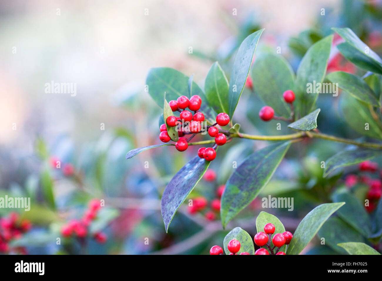 Skimmia japonica berries in Winter. Stock Photo