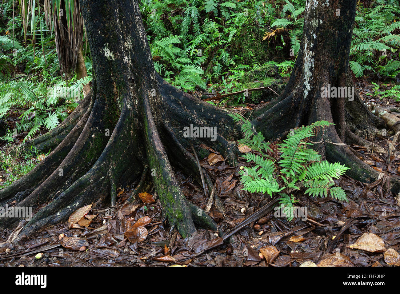 Tree trunks and tropical vegetation, near Anse des Cascades in Piton Sainte-Rose, Reunion, Africa Stock Photo