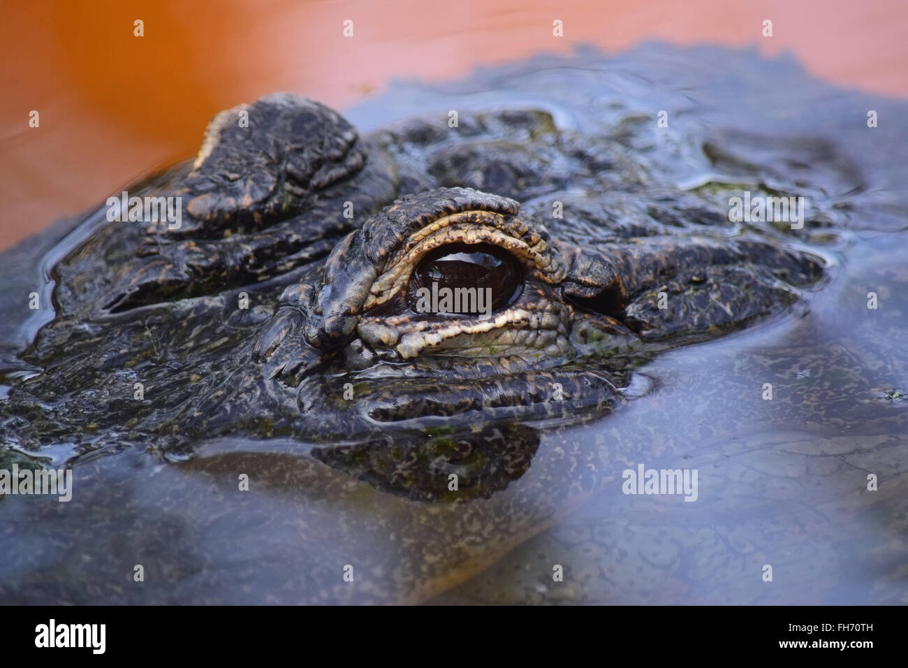 Alligator Eyes above water Stock Photo