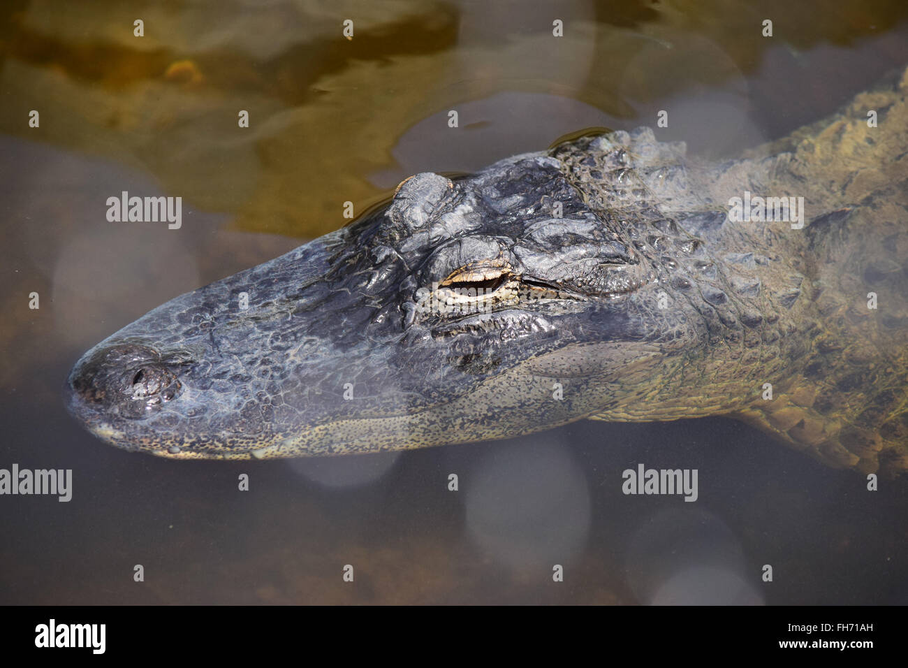 Alligator Swimming with eyes above water Stock Photo