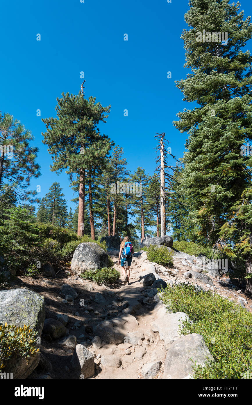 Hiker on a hiking trail between pine trees, Yosemite National Park, California, USA Stock Photo
