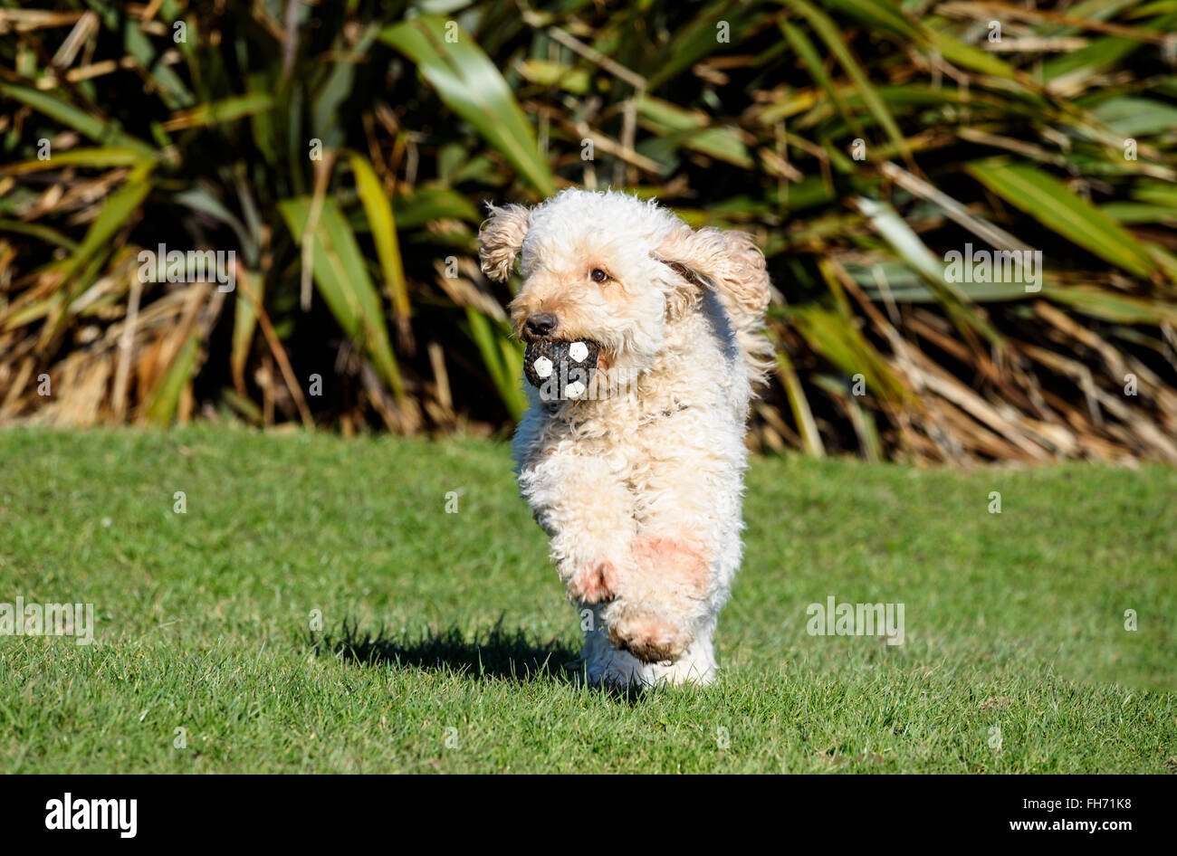 Apricot coloured hairy Labradoodle dog running on grass and holding a ball in it's mouth Stock Photo