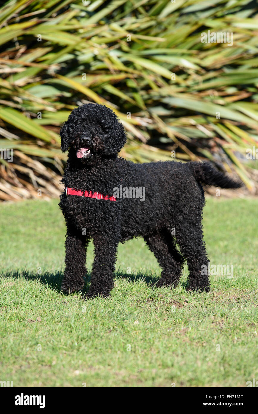 Black hairy dog hi-res stock photography and images - Alamy