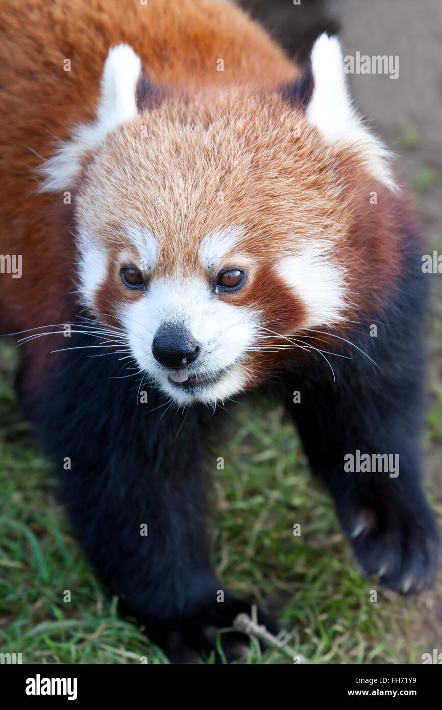 A close up of a Red Panda Stock Photo