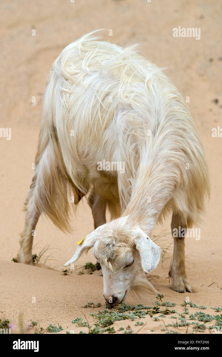 Domestic goat eating small leaves on the beach, Sardinia, Italy Stock Photo