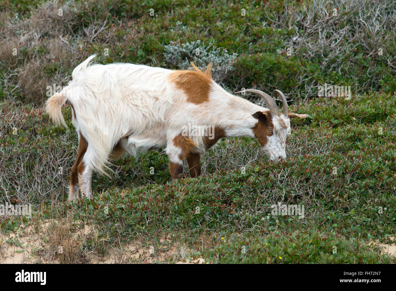 Domestic goat eating small leaves on the beach, Sardinia, Italy Stock Photo