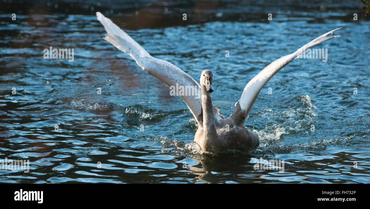 Mute Swan (Cygnus olor), young animal with spread wings, territorial behaviour, Bergpark Wilhelmshöhe, Kassel, Hesse, Germany Stock Photo