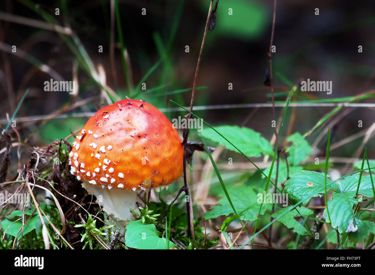 Amanita muscaria, commonly known as the fly agaric or fly amanita, is a mushroom and psychoactive basidiomycete fungus, one of m Stock Photo