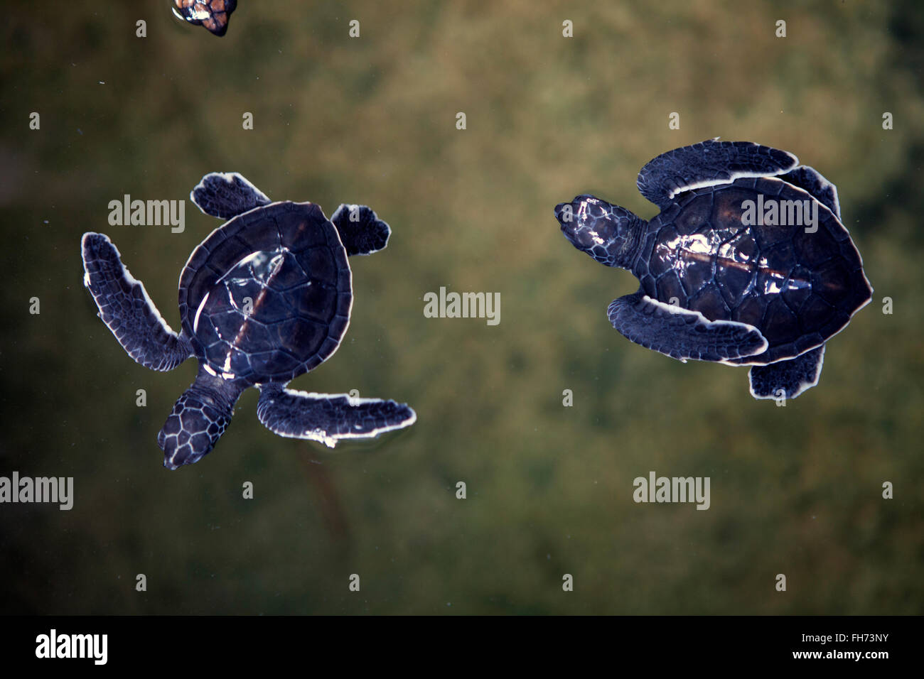 Turtle Hatchery near Galle, Sri Lanka Stock Photo Alamy