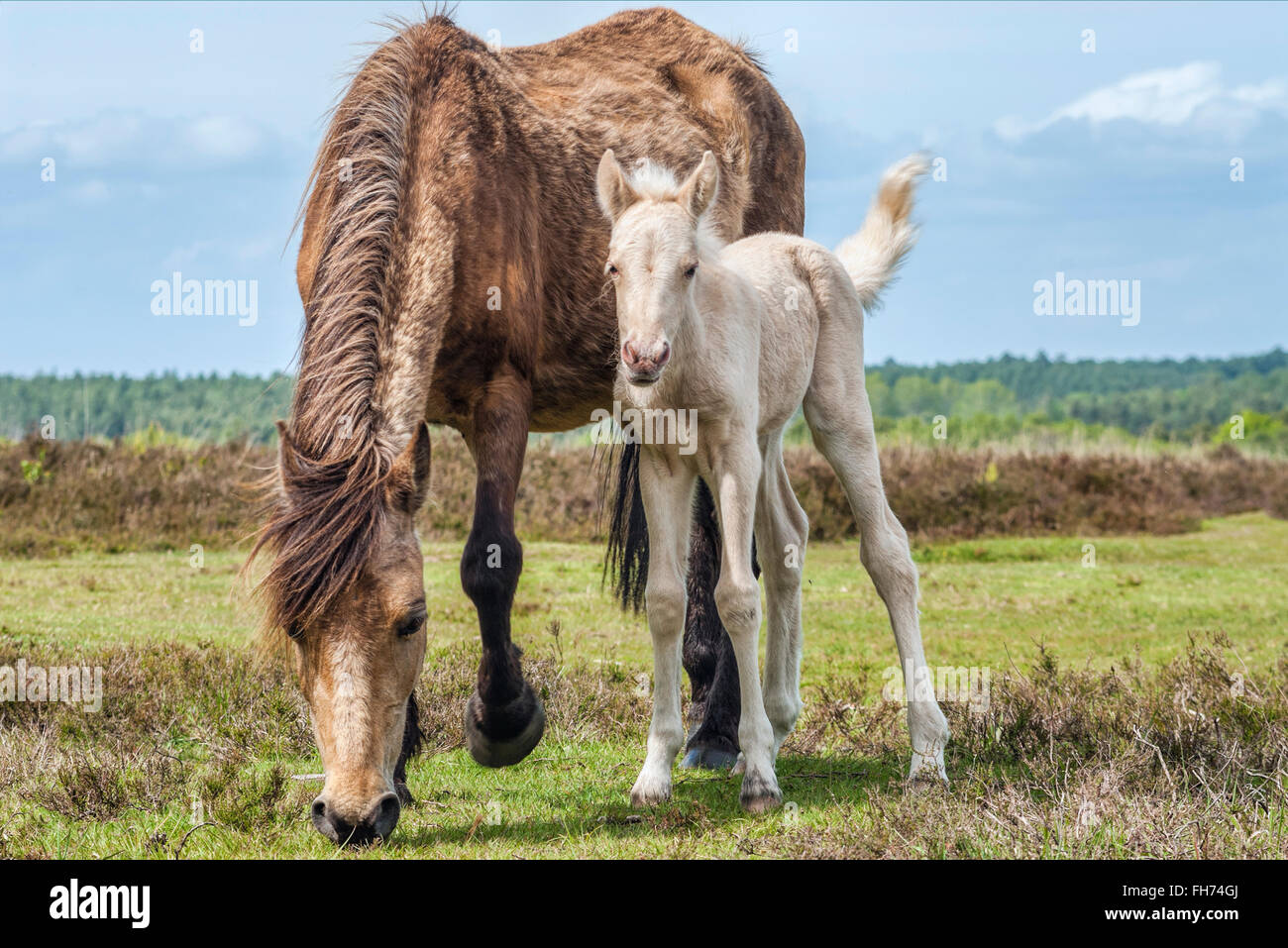 Half Wild New Forest Pony Mare with her foal at the New Forest Wildlife Park near Lyndhurst, South East England Stock Photo