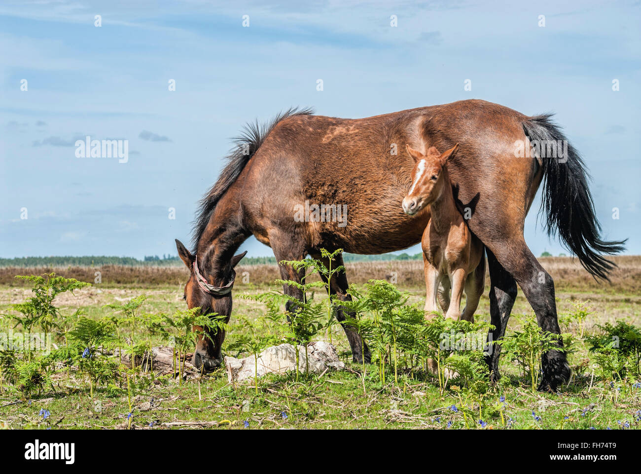 Wild New Forest Pony Mare with her foal at the New Forest Wildlife Park near Lyndhurst, South East England Stock Photo
