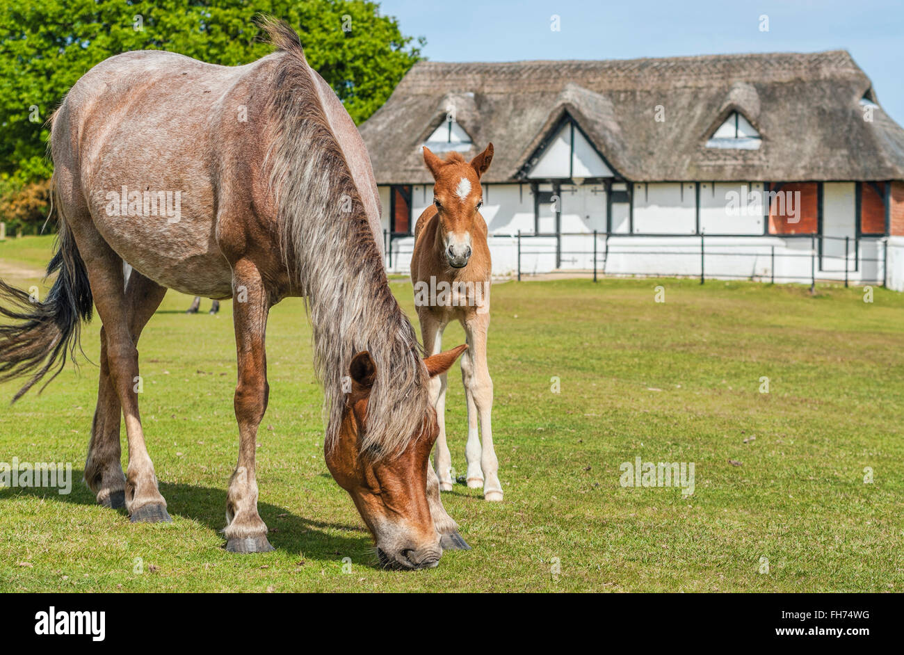 Half Wild New Forest Pony Mare with her foal at the New Forest Wildlife Park near Lyndhurst, South East England Stock Photo