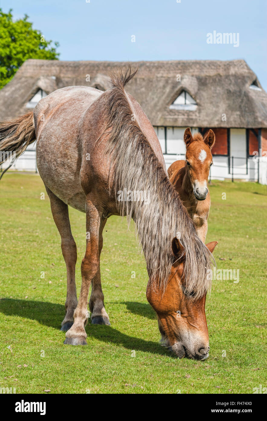 Half Wild New Forest Pony Mare with her foal at the New Forest Wildlife Park near Lyndhurst, South East England Stock Photo