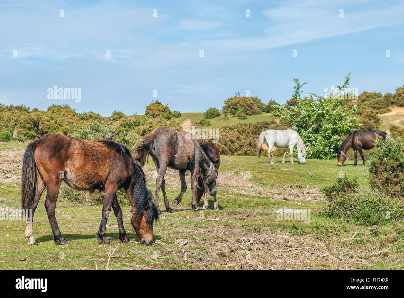 Half Wild New Forest Ponies at the New Forest Wildlife Park near Lyndhurst, South East England. Stock Photo