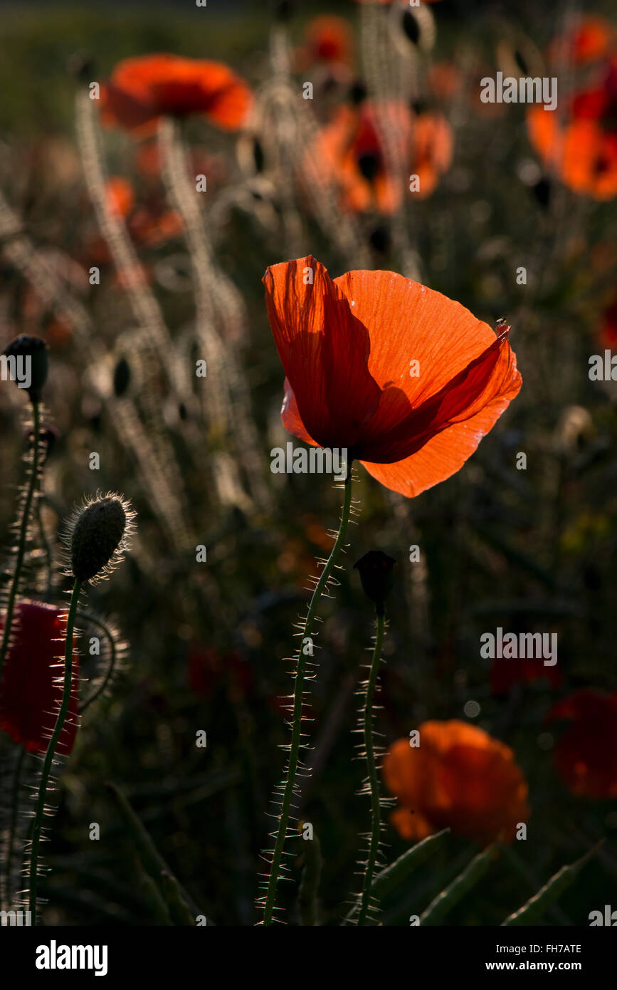 Papaver rhoeas red common poppy hi-res stock photography and images - Alamy