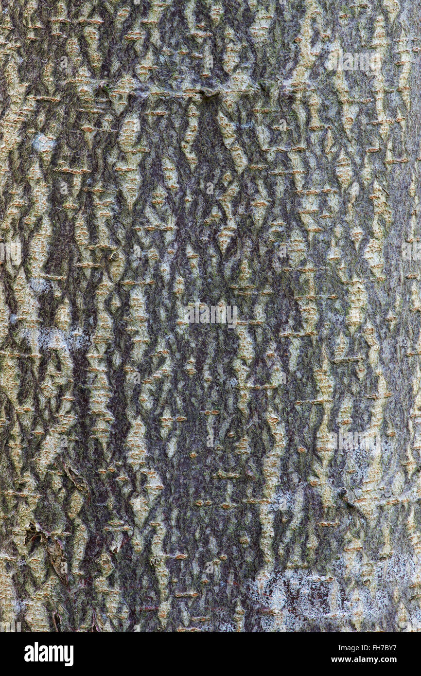 Rhus potaninii. Potanin Sumac tree bark Stock Photo