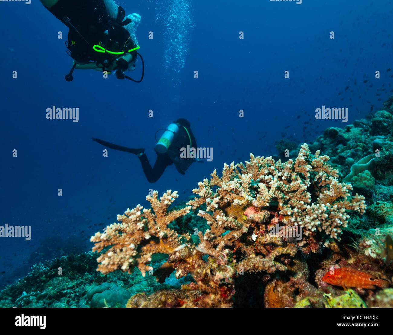 Group of scuba divers underwater Stock Photo