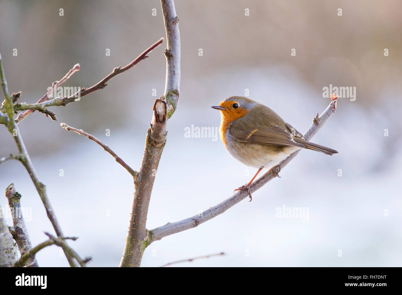 Erithacus Rubecula. Robin on a winter tree branch in the snow Stock Photo