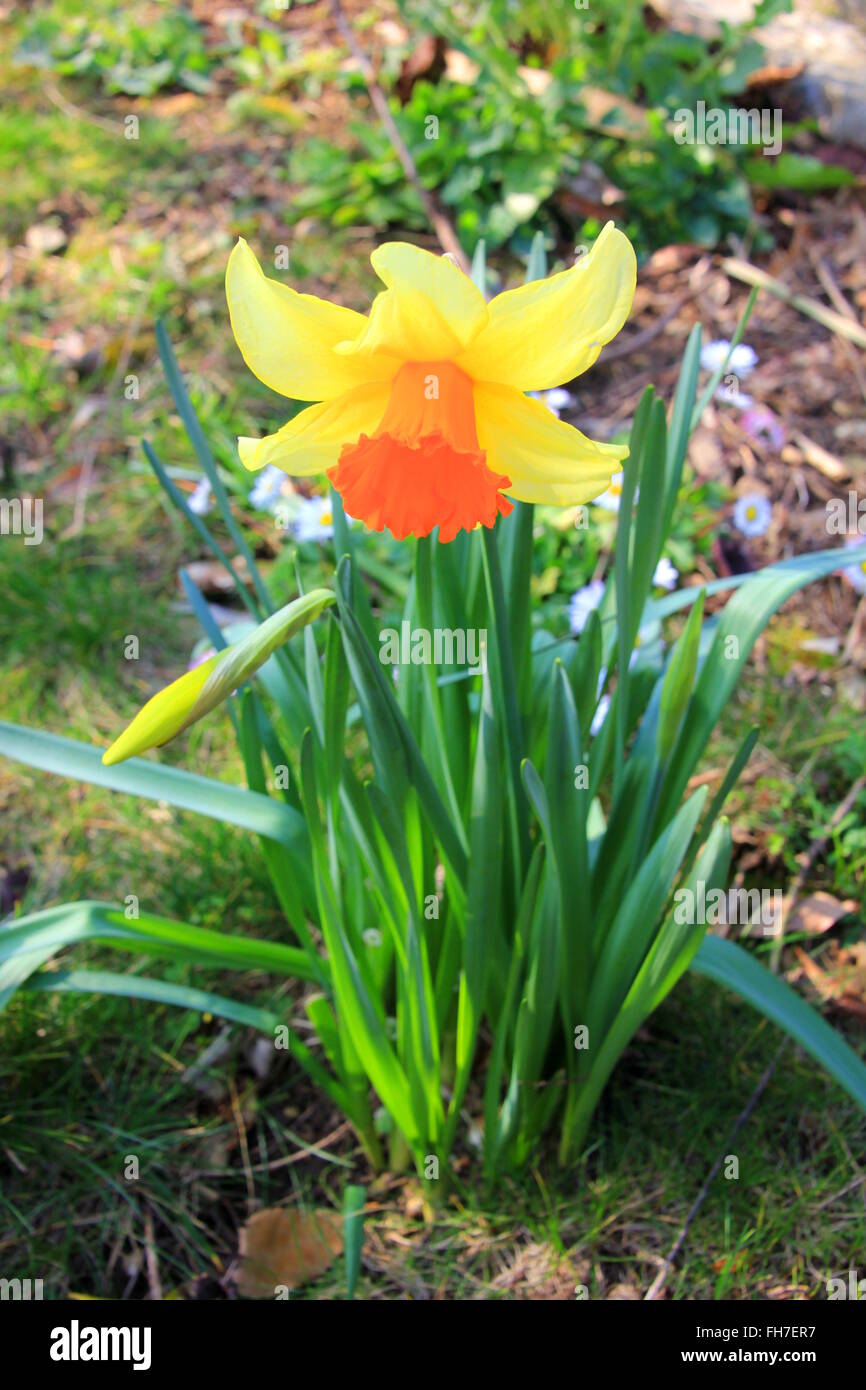 Daffodils blooming in the garden Stock Photo