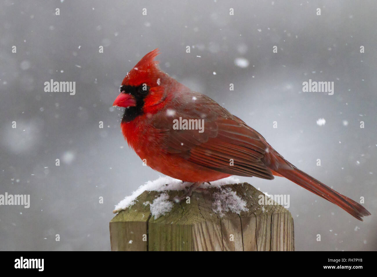 male cardinal in snowstorm Stock Photo - Alamy