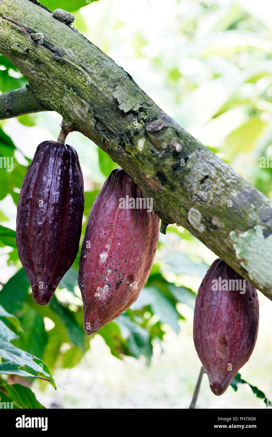 Cocoa farming in Ben Tre province, Vietnam Stock Photo