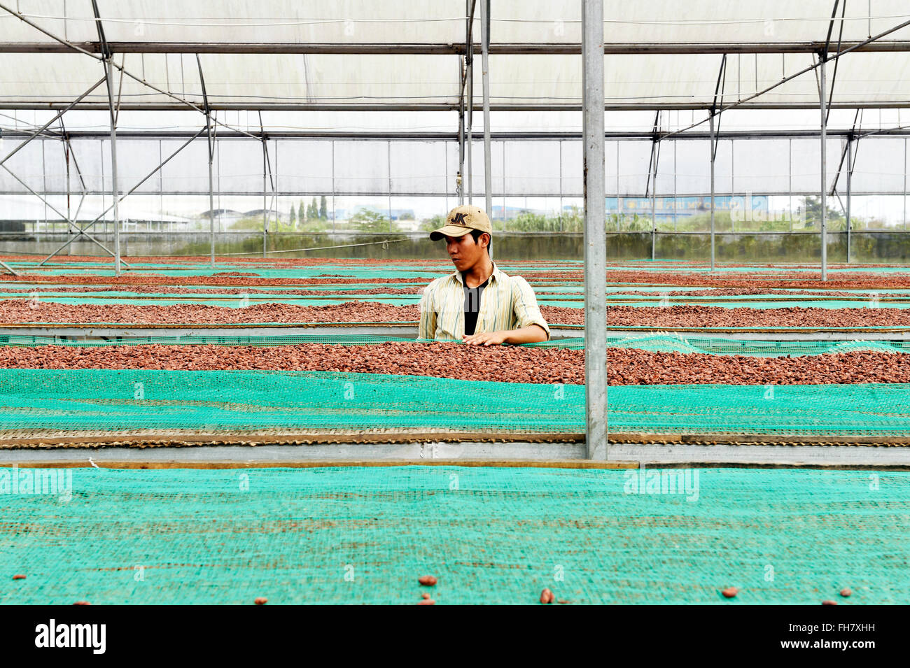 Cocoa farming in Ben Tre province, Vietnam Stock Photo