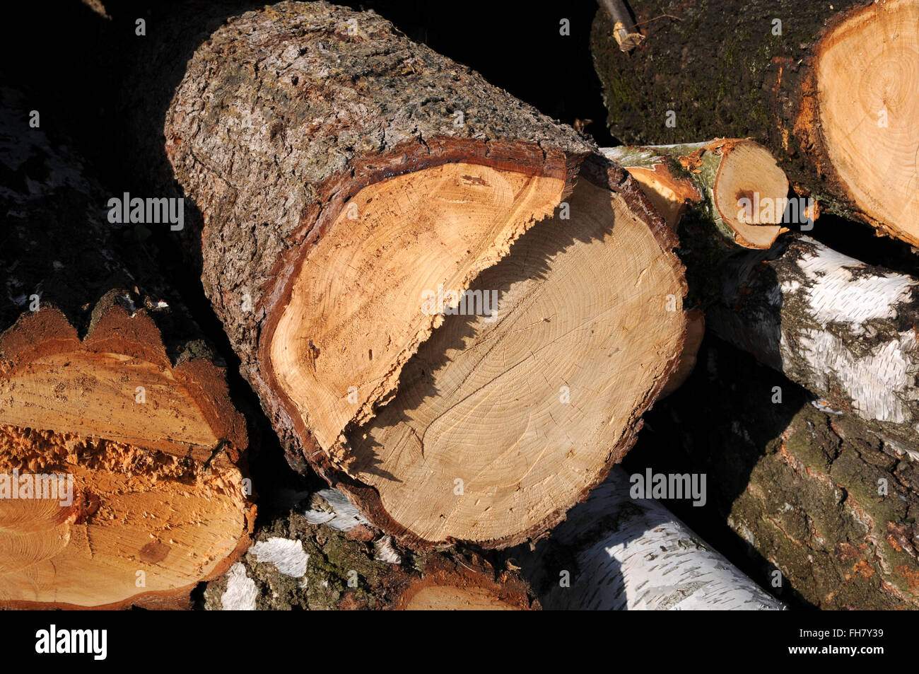 Black pine, wood Stock Photo