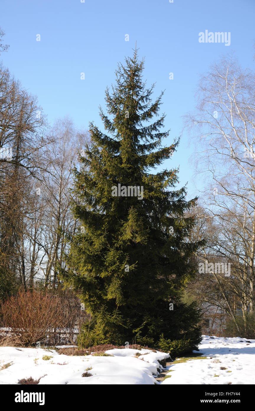 Caucasian spruce Stock Photo