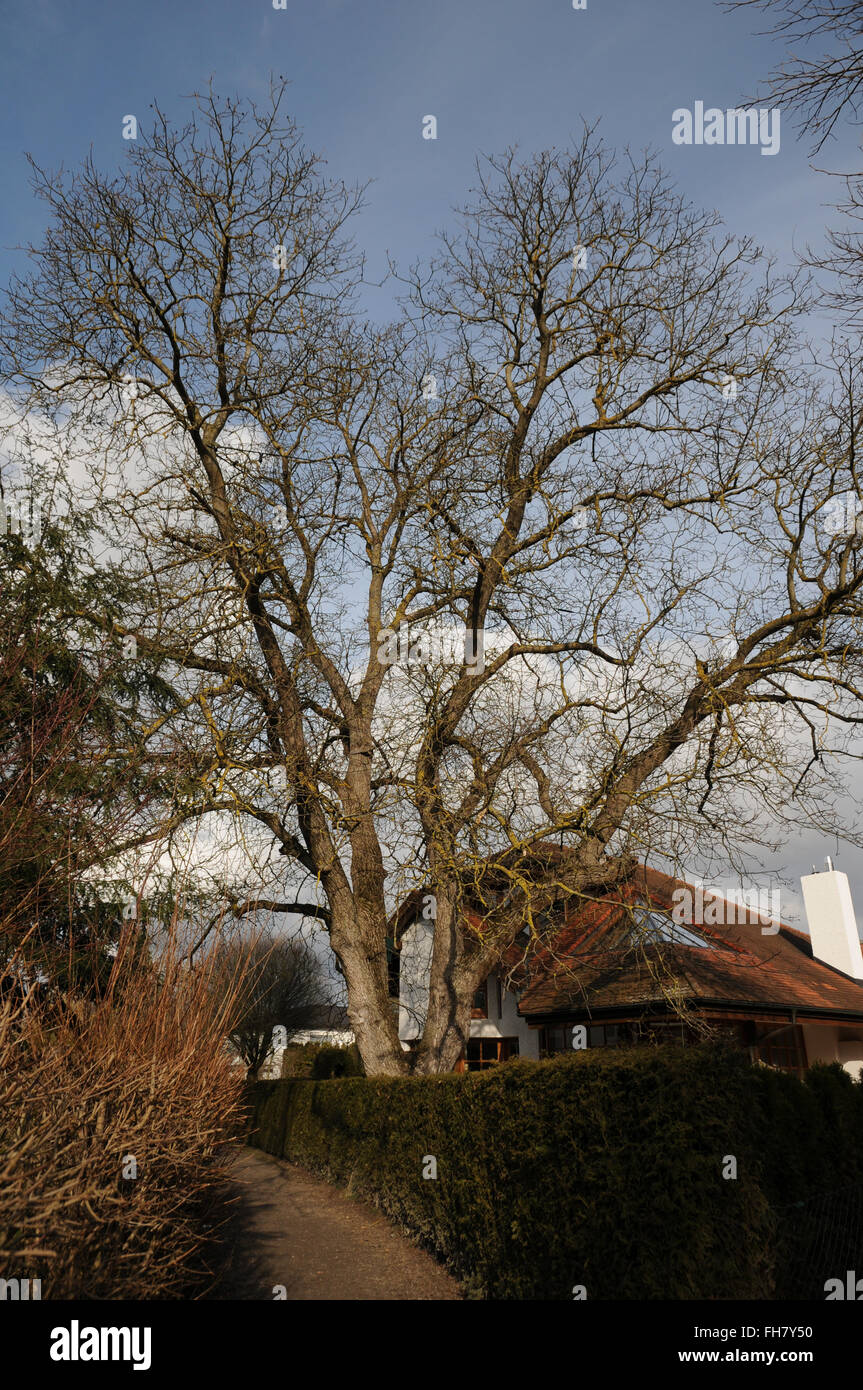 Walnut tree Stock Photo