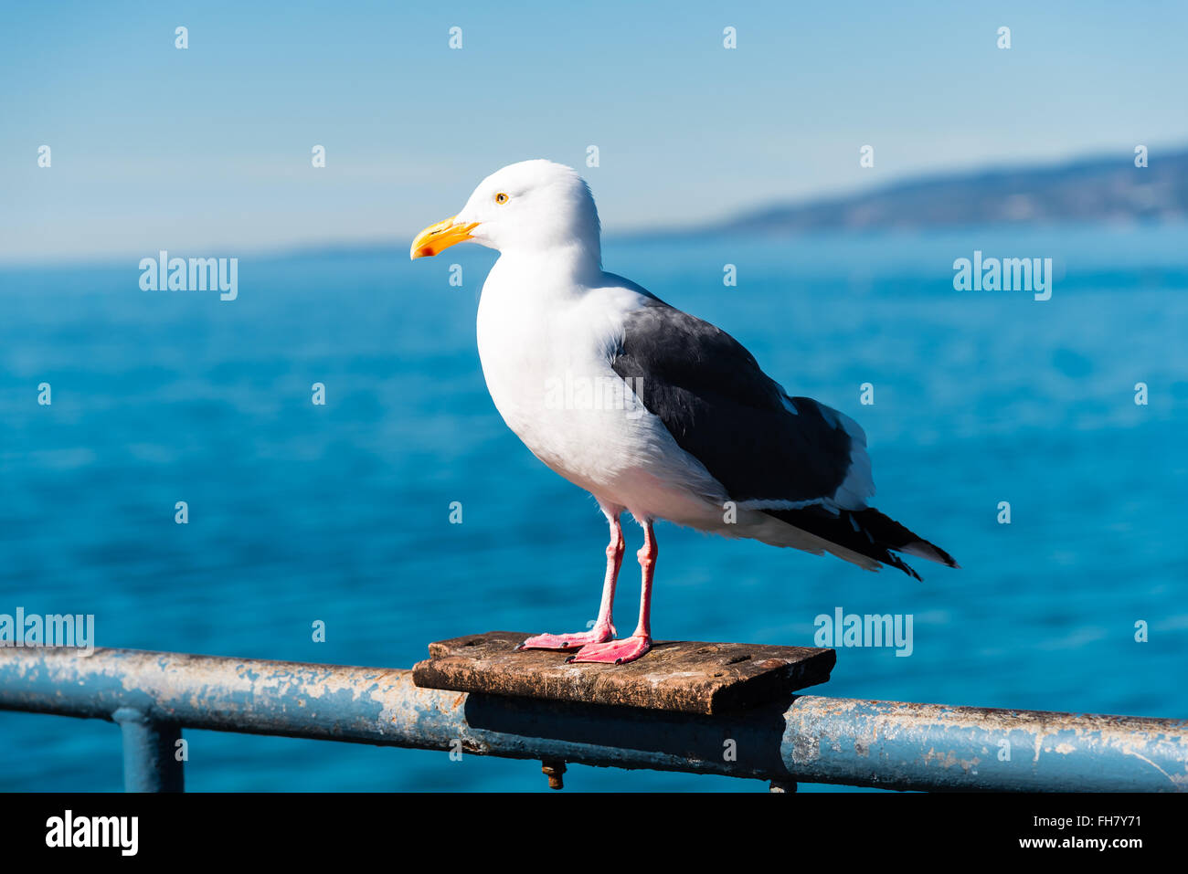 seagull sitting on a rail overlooking the ocean Stock Photo