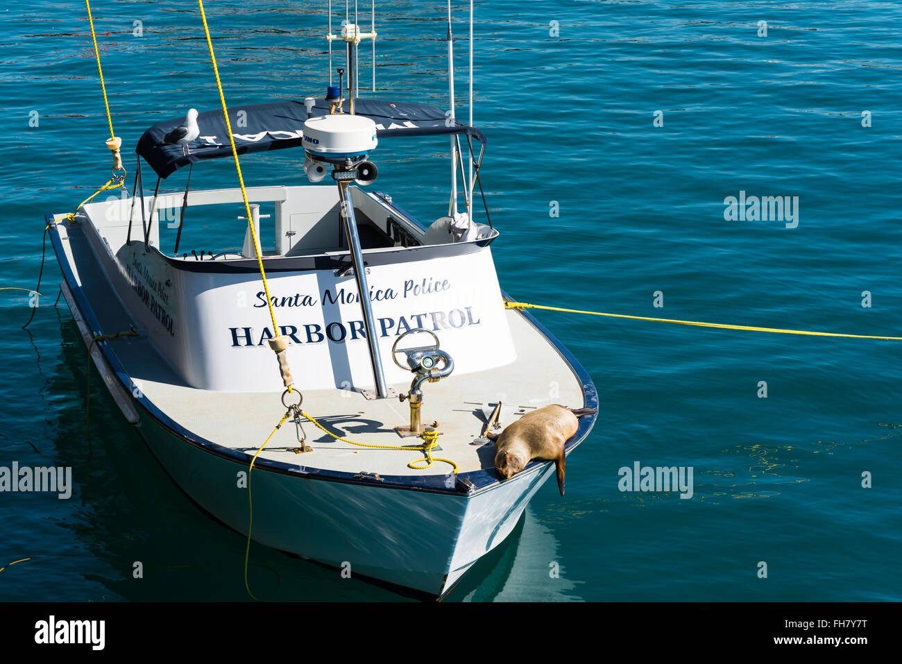 seal sitting in the sun aboard a coastal patrol boat Stock Photo