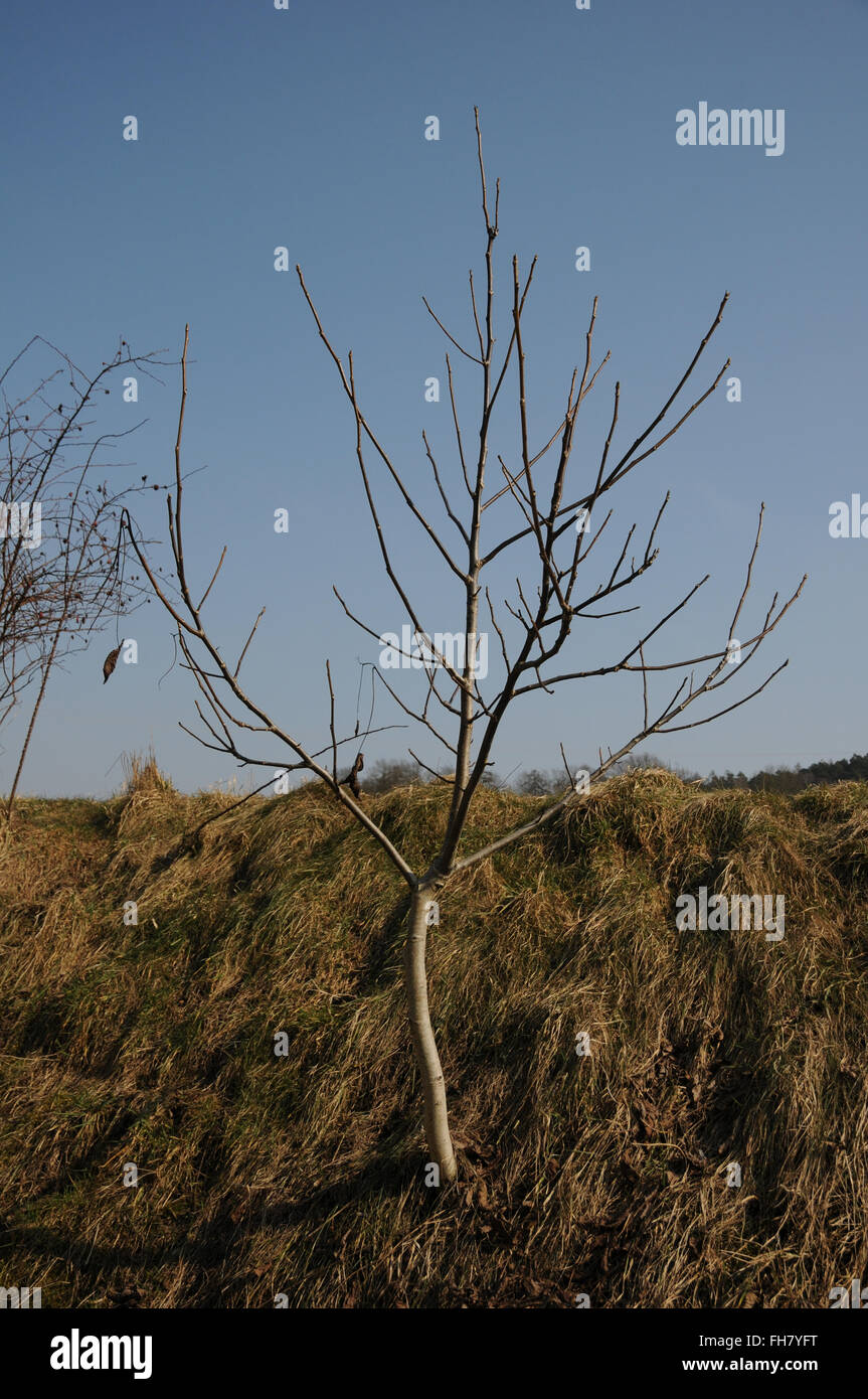 Walnut tree, seedling Stock Photo Alamy