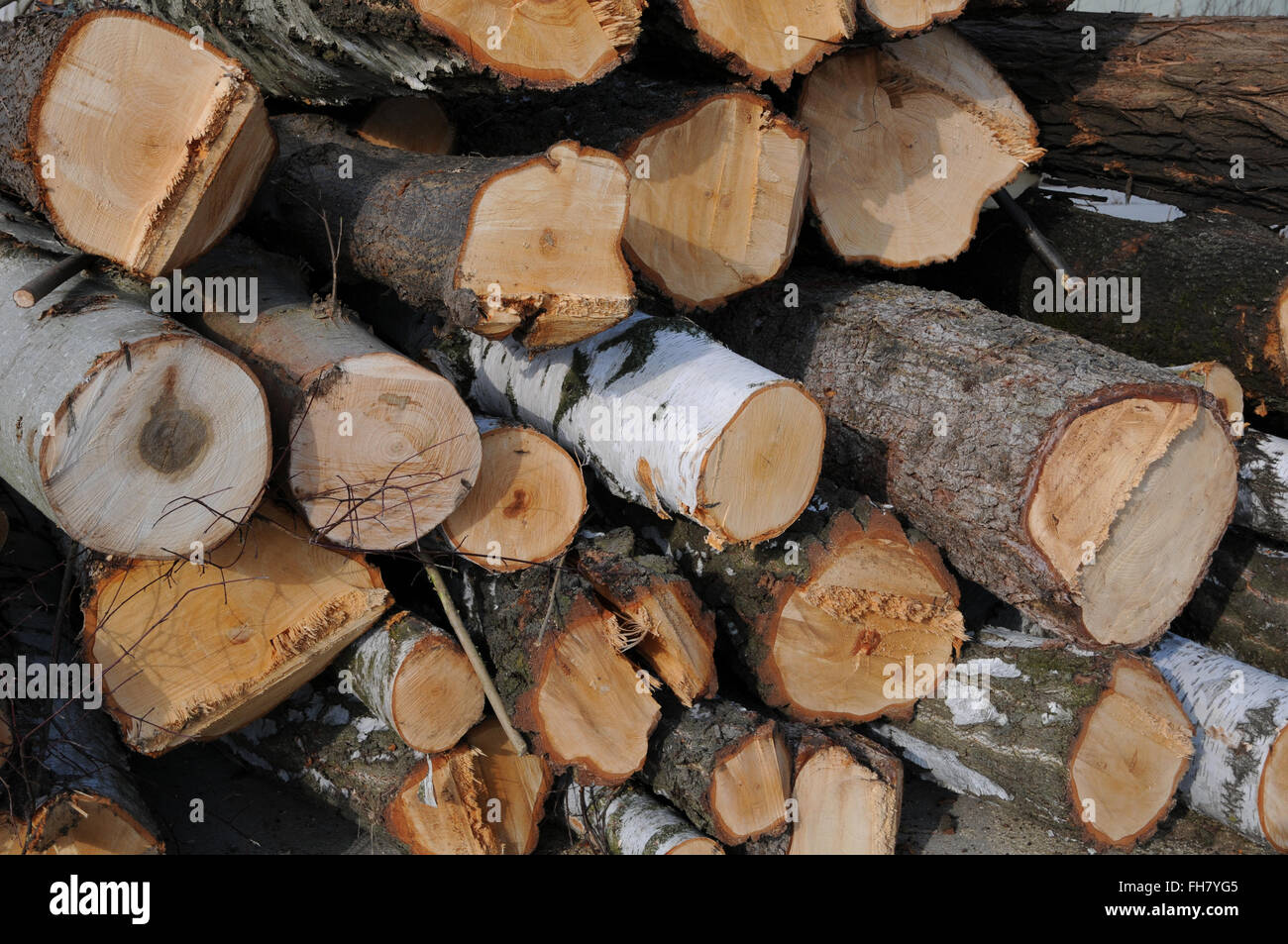 Round wood, felled trees Stock Photo