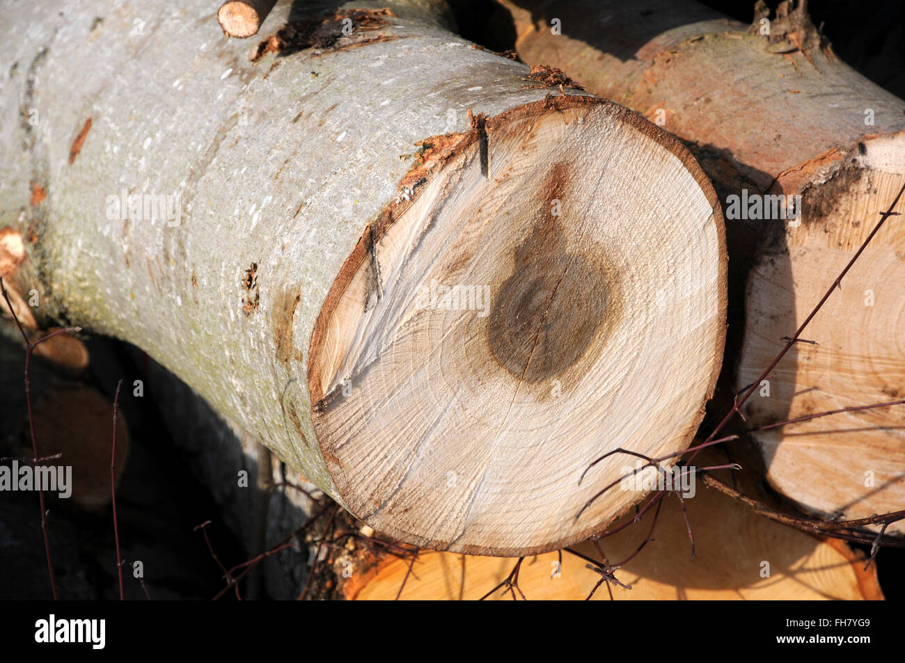 Poplar wood hires stock photography and images Alamy