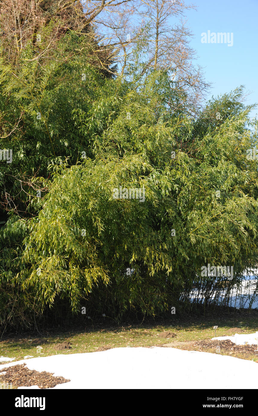 Yellow groove bamboo Stock Photo