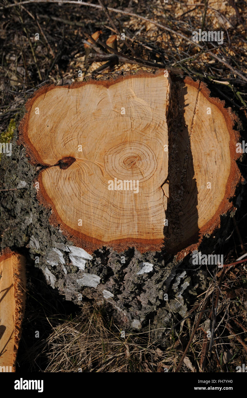 Silver birch, wood Stock Photo Alamy