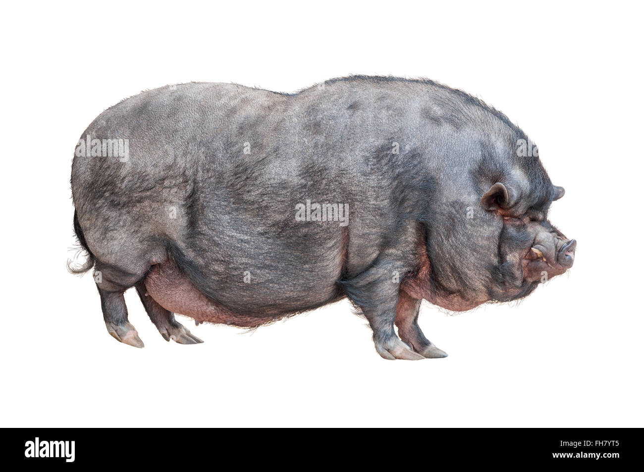 Vietnamese Pot-bellied pig isolated on white background Stock Photo