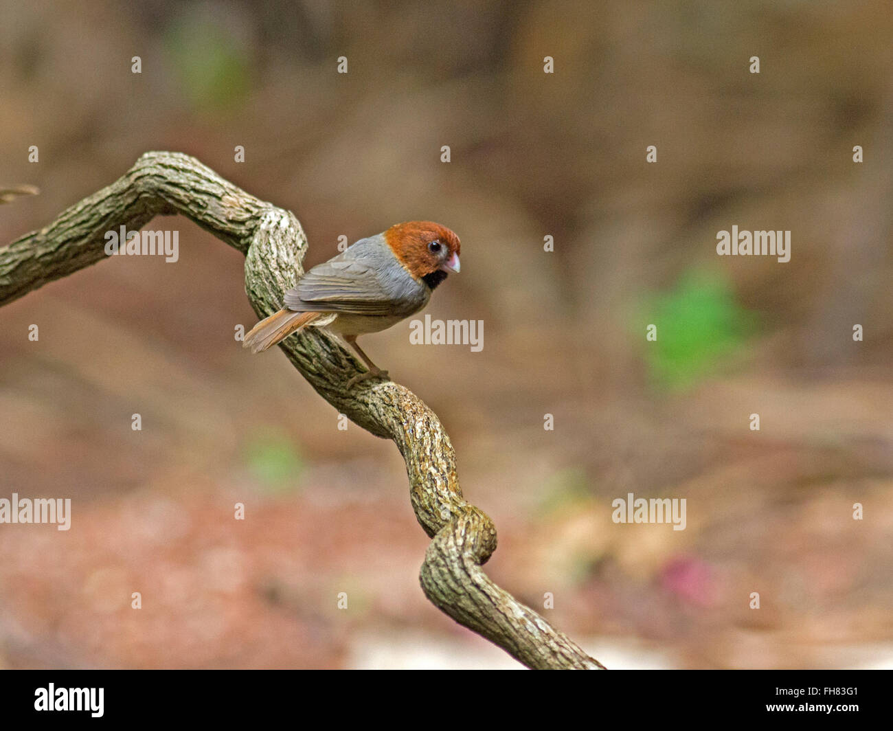 A Short-tailed Parrotbill perched on a small branch in the forest in Thailand Stock Photo