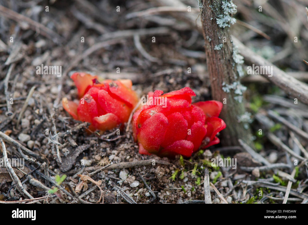 Cytinus hypocistis, ant-pollinated species, parasitic plant. Andalusia, Spain. Stock Photo