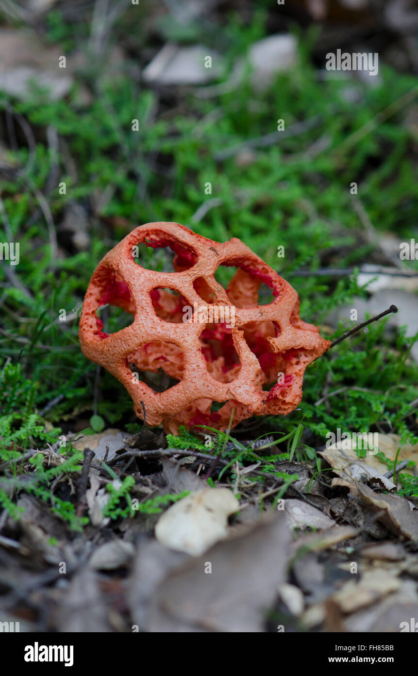 Mushroom, Clathrus ruber, latticed stinkhorn, basket stinkhorn, red cage, Fungus, Andalusia, Spain. Stock Photo