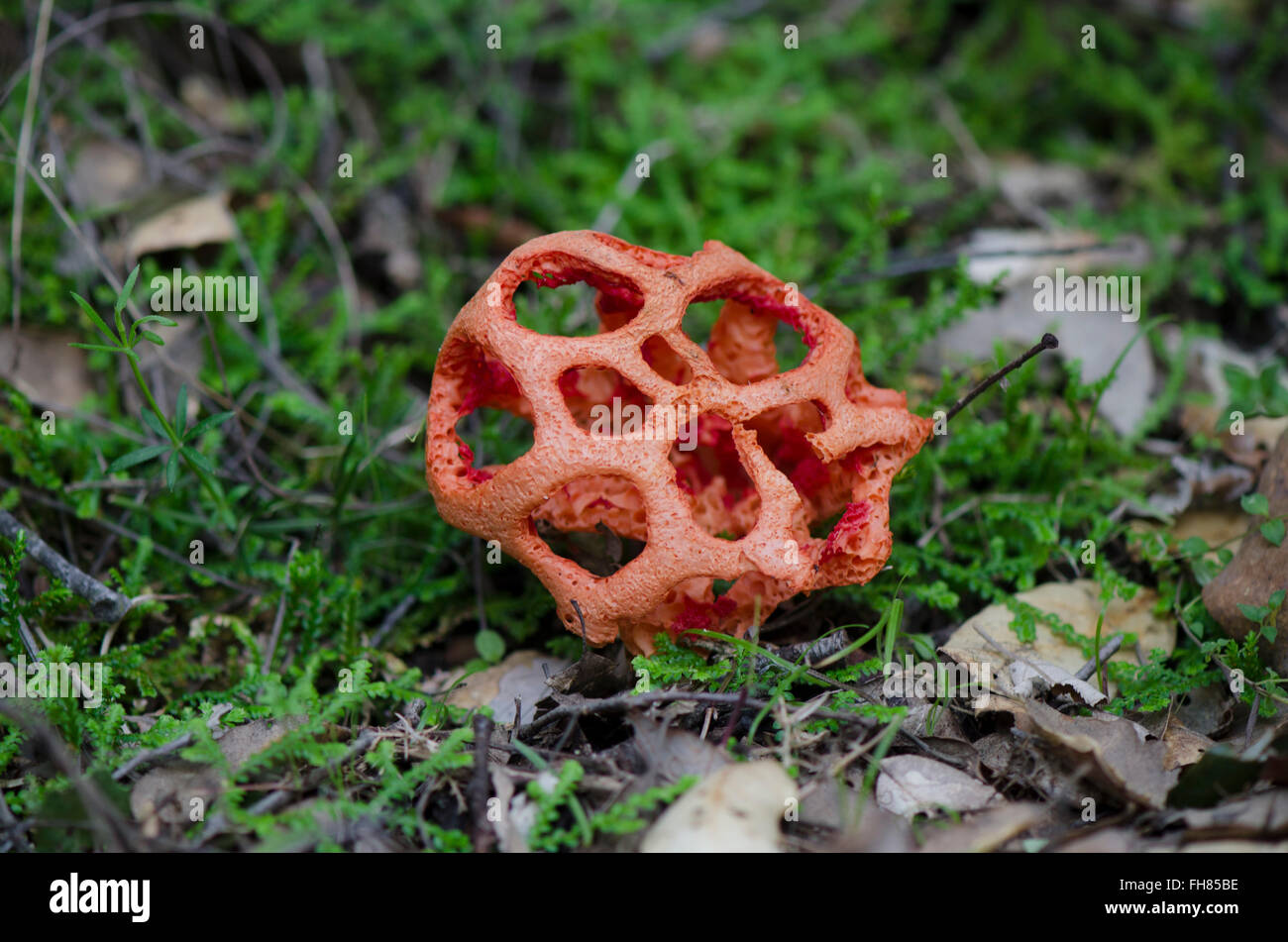 Mushroom, Clathrus ruber, latticed stinkhorn, basket stinkhorn, red cage, Fungus, Andalusia, Spain. Stock Photo